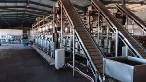 CHIPS PACKAGING WITH CONVEYOR AND FEEDING BINS